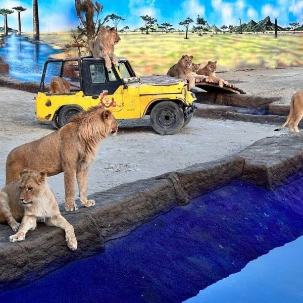 Lion Park Safari (Cabrio Bus & Boat Tour & Lion Park)